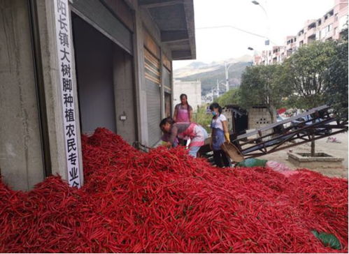 毕节辣椒产业发展现状及对策建议 提高产出,增加效益
